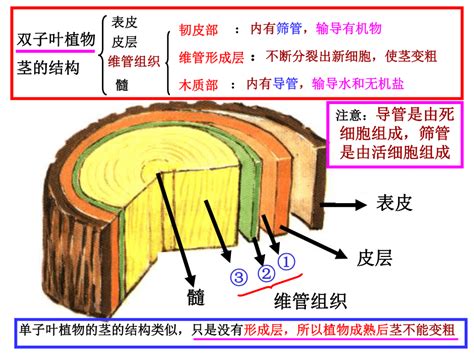 樹的作用|树（木本植物的统称）